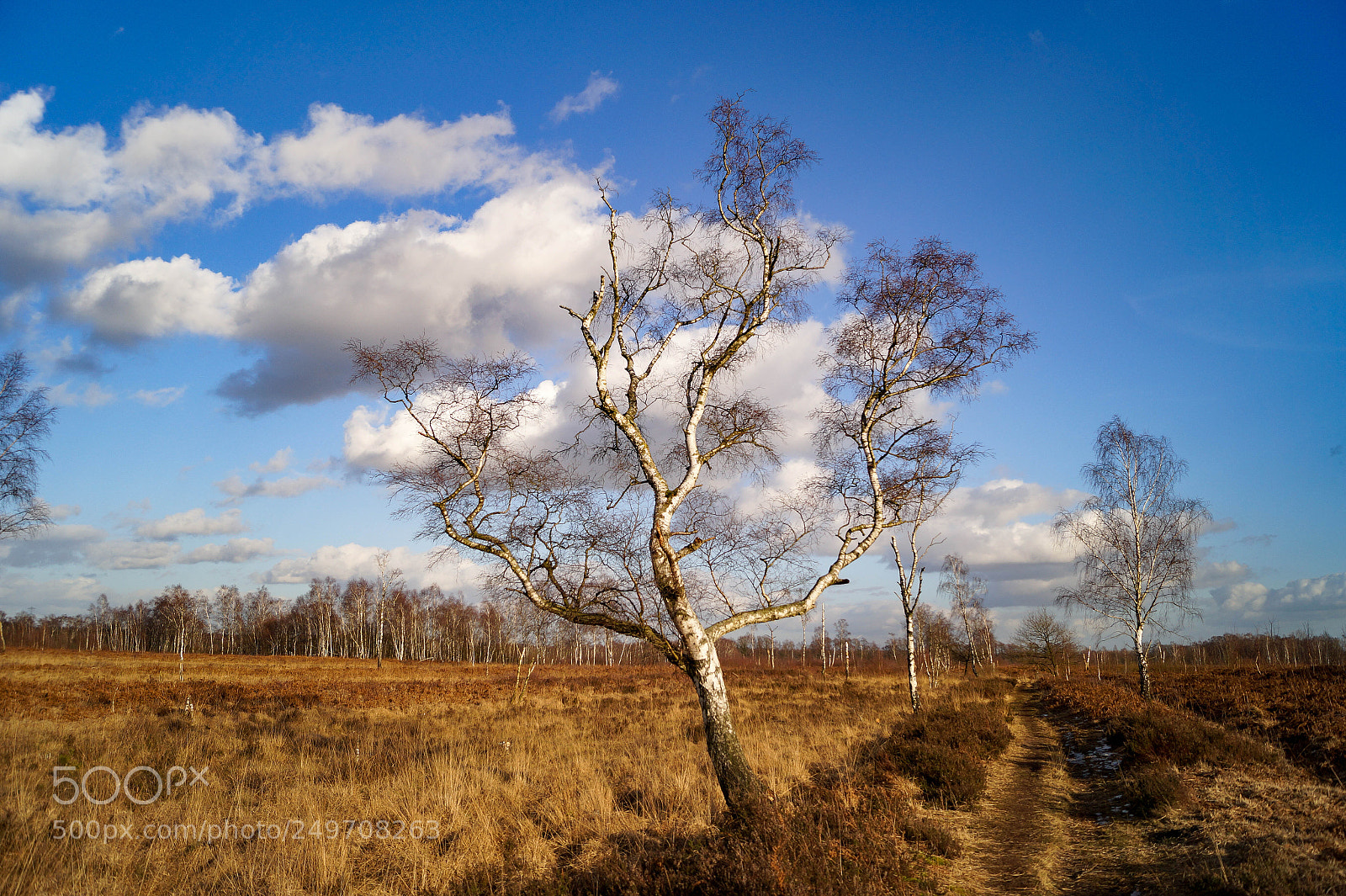 Sony SLT-A58 sample photo. Birch in the peat photography