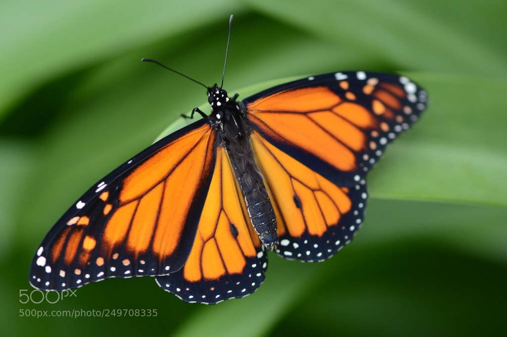 Nikon D600 sample photo. Monarch butterfly photography