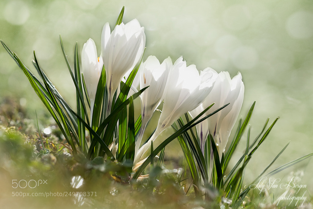 Nikon D810 sample photo. White crocuses photography