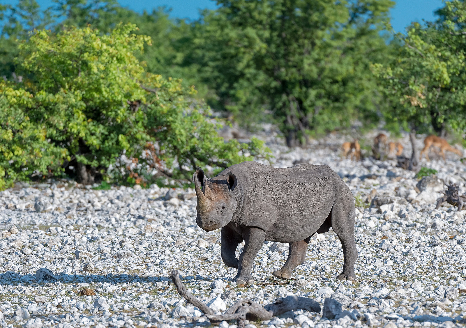 Nikon D4S + Nikon AF-S Nikkor 200-400mm F4G ED-IF VR sample photo. Etosha rhino photography