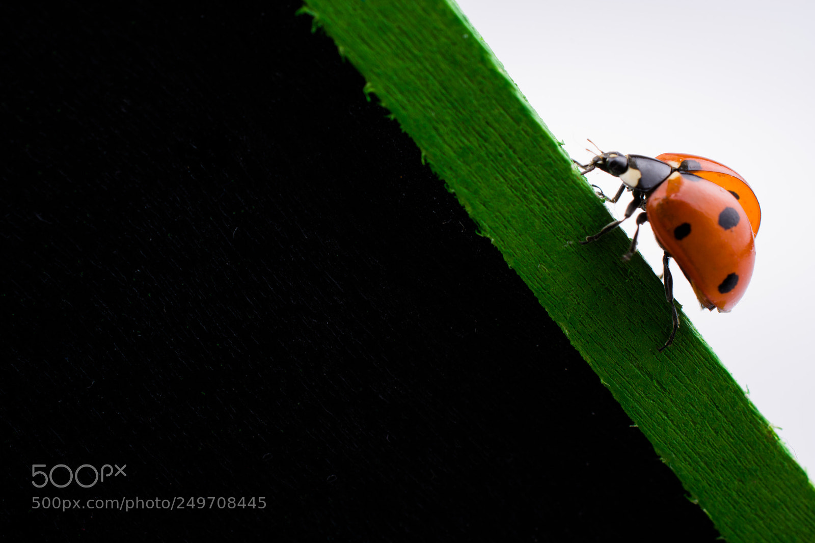 Nikon D7100 sample photo. Beautiful red ladybug walking photography