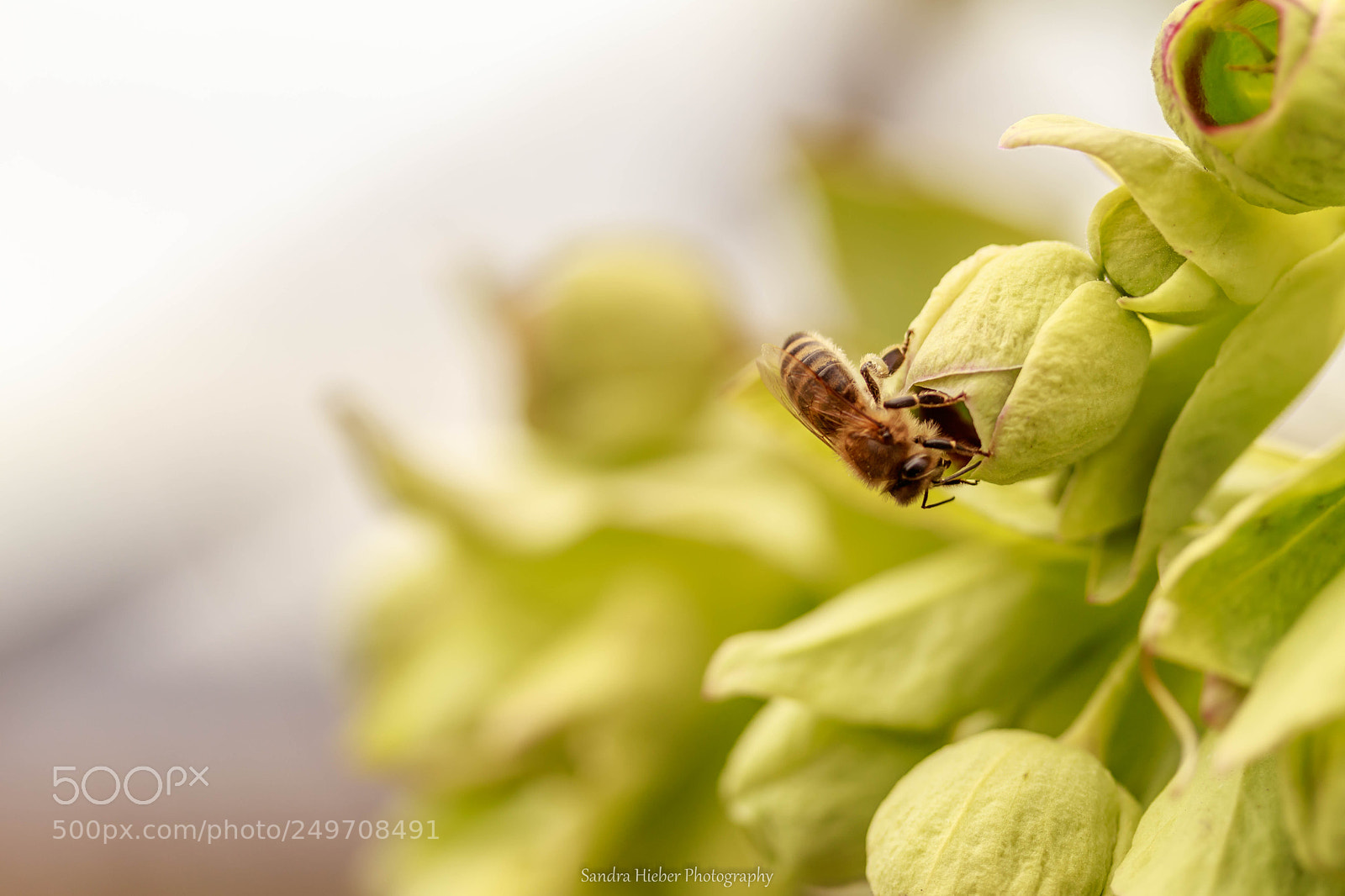 Canon EOS 80D sample photo. Bienchen im grünen photography