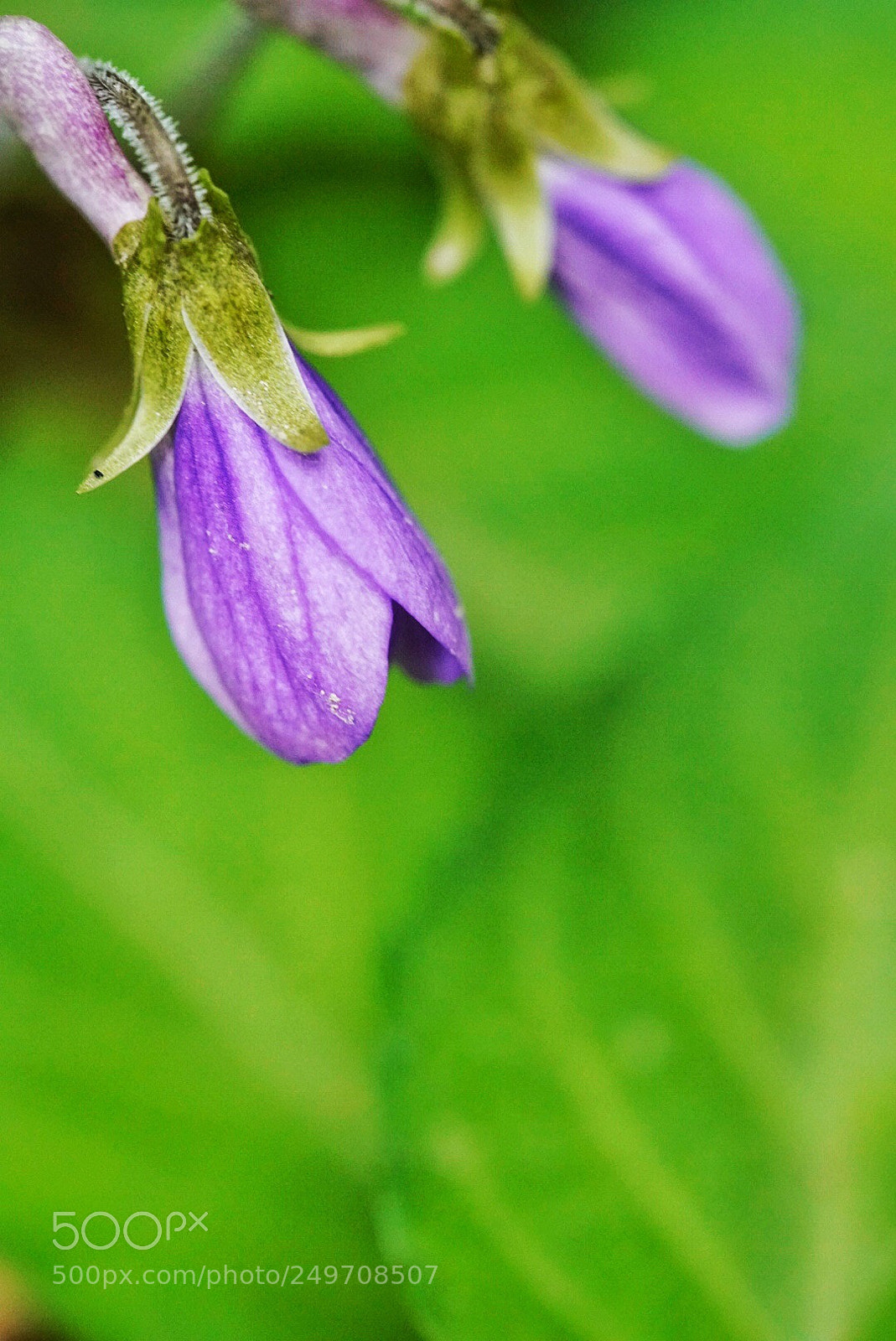 Sony a7R II sample photo. Untitled photography