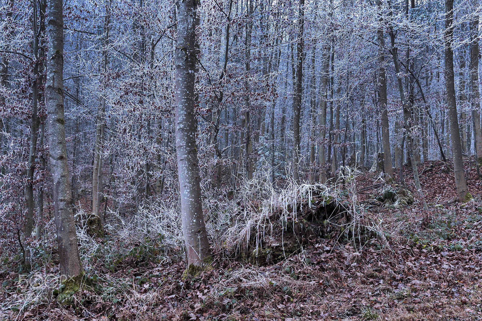 Canon EOS 70D sample photo. Forest for the trees photography