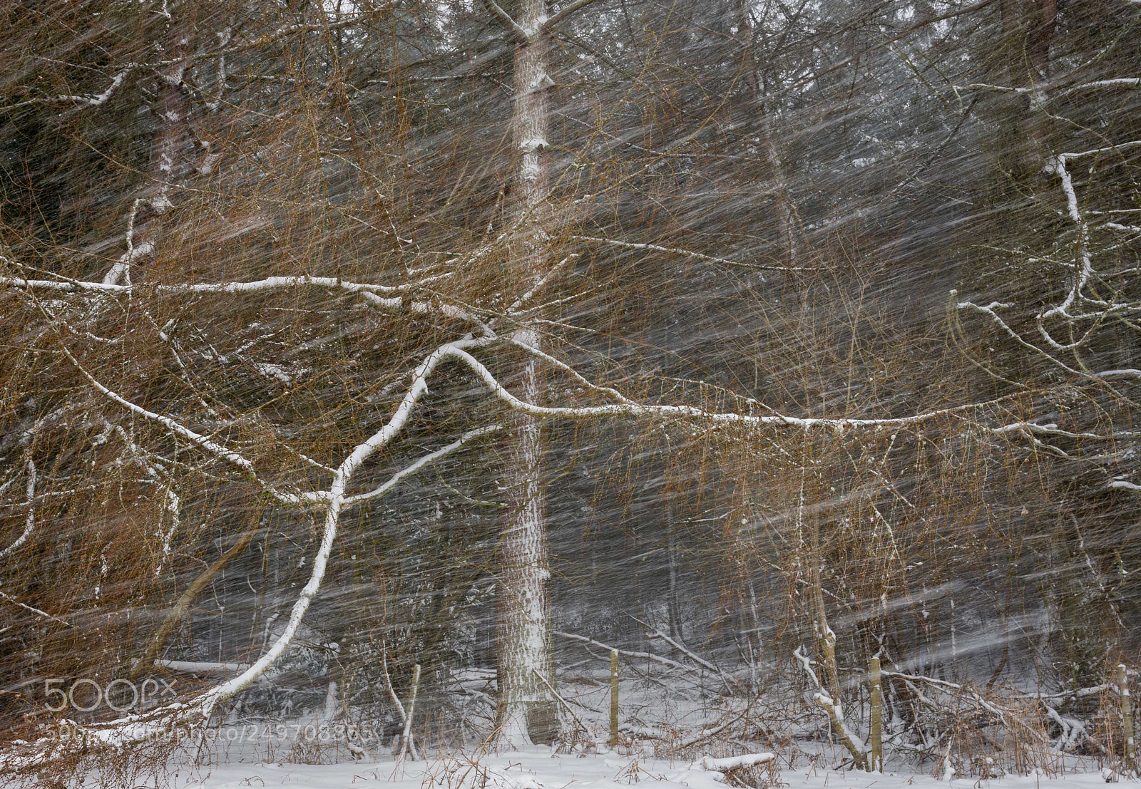 Nikon D7200 sample photo. Heavy snow photography