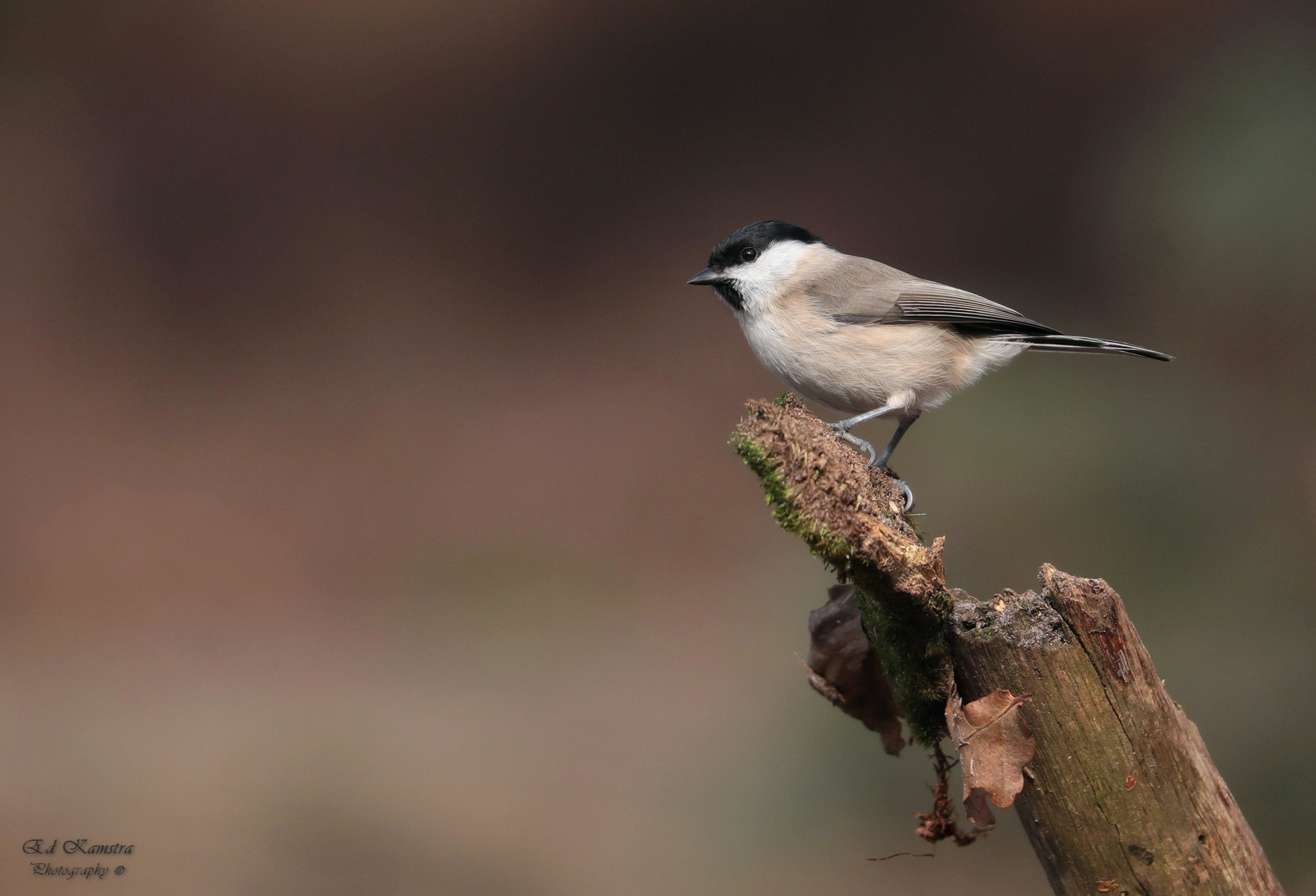 Canon EOS 5D Mark IV sample photo. Marsh tit photography