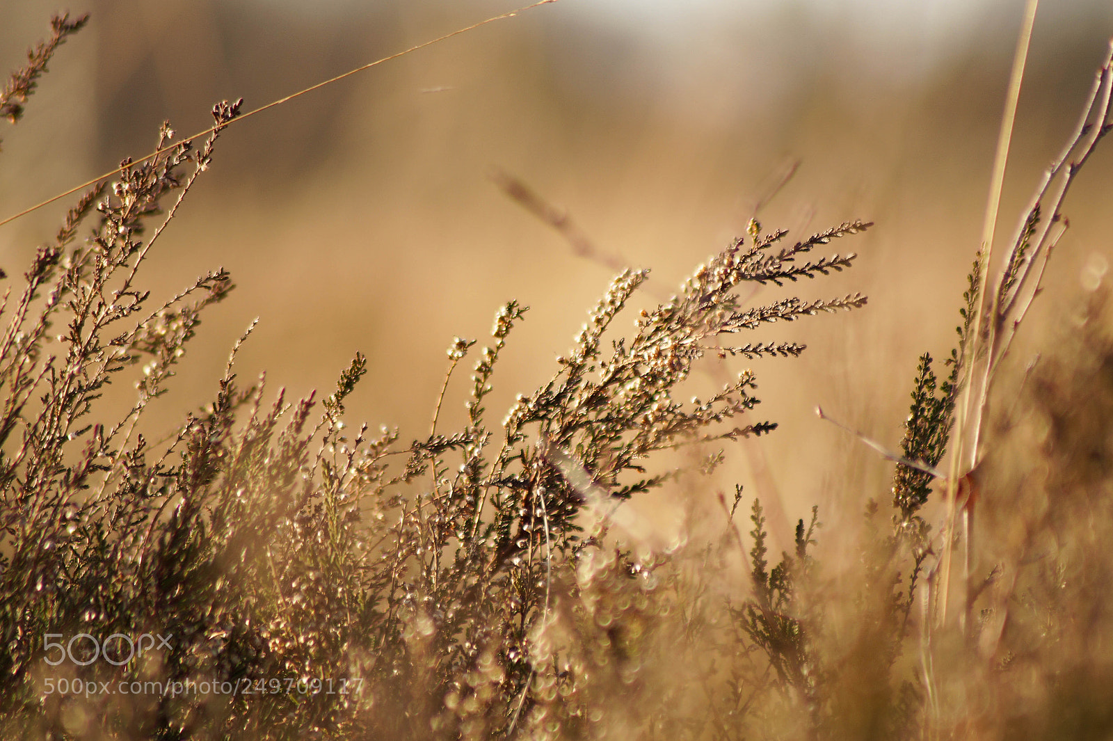 Sony SLT-A58 sample photo. Sunny grass photography