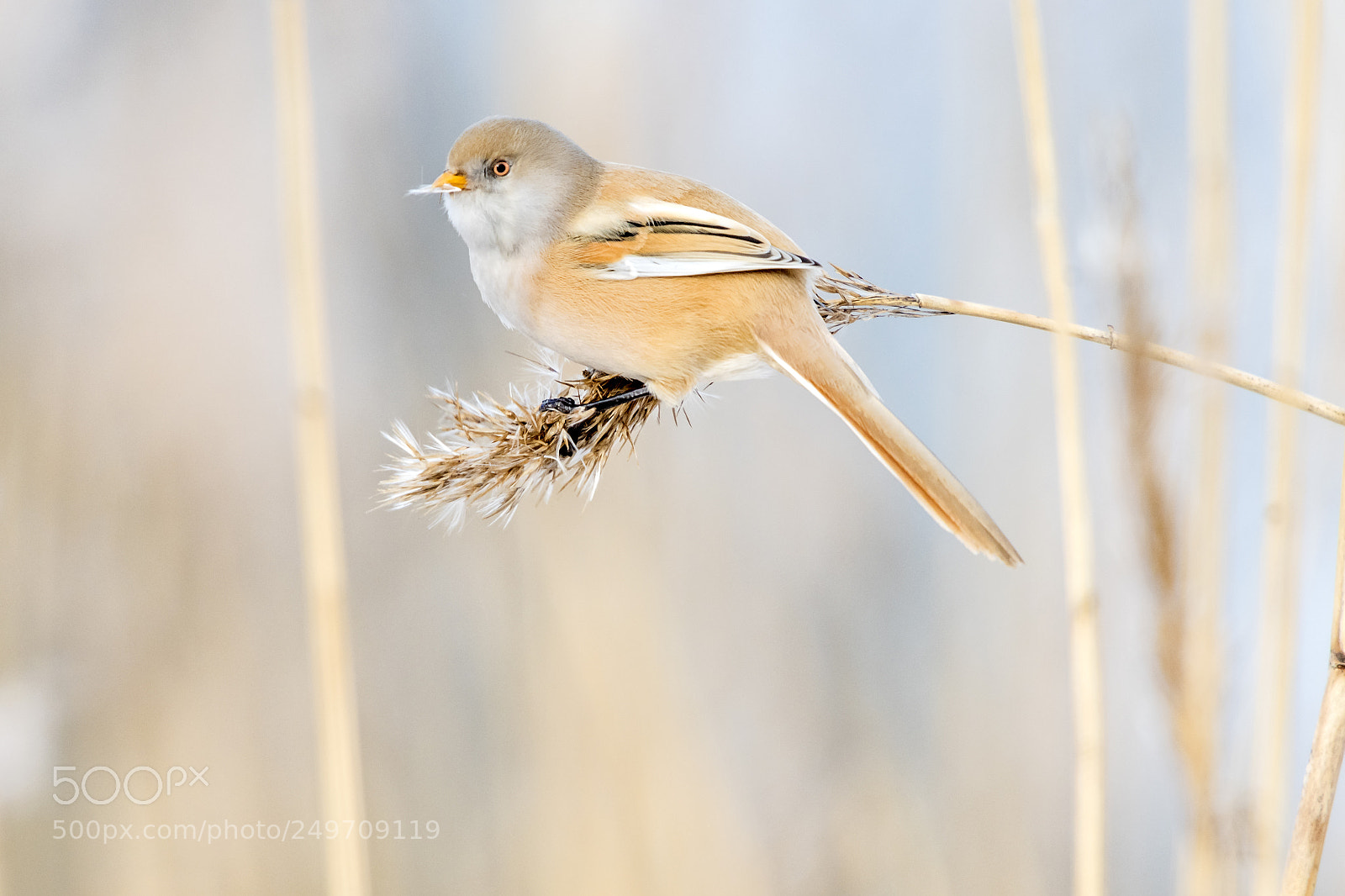 Nikon D500 sample photo. Bearded reedling (panurus biarmicus). photography