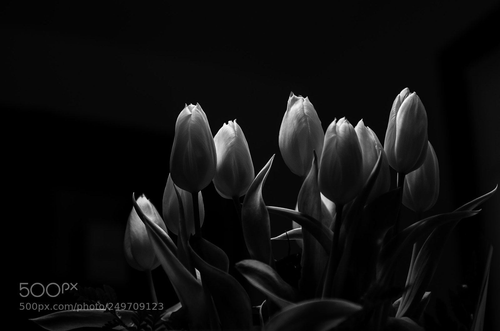 Pentax K-5 sample photo. Lk tulips photography