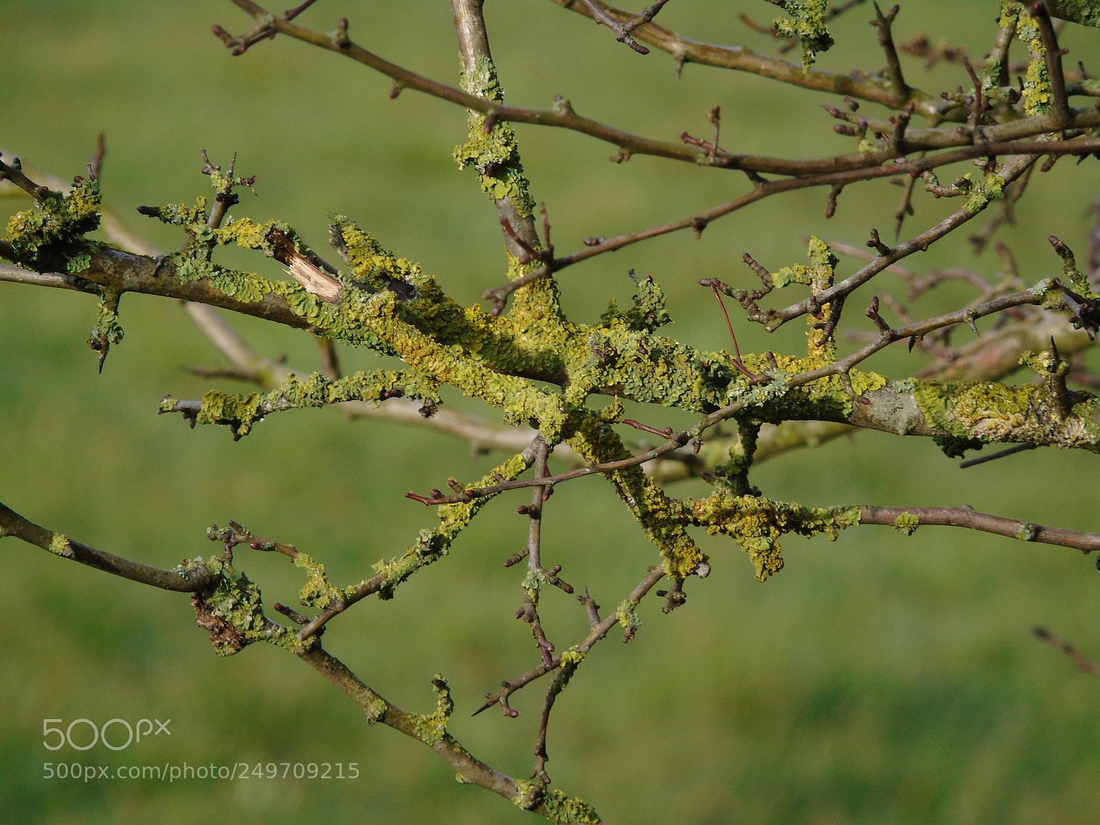 Sony Cyber-shot DSC-H400 sample photo. Green lichen on branches photography