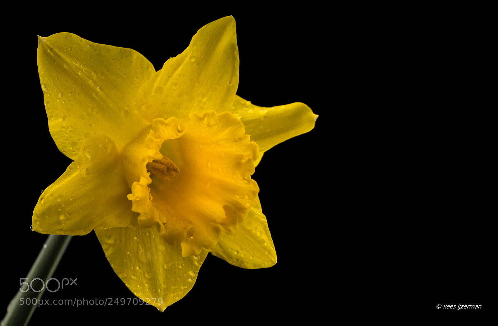 Sony SLT-A77 sample photo. Daffodil. photography