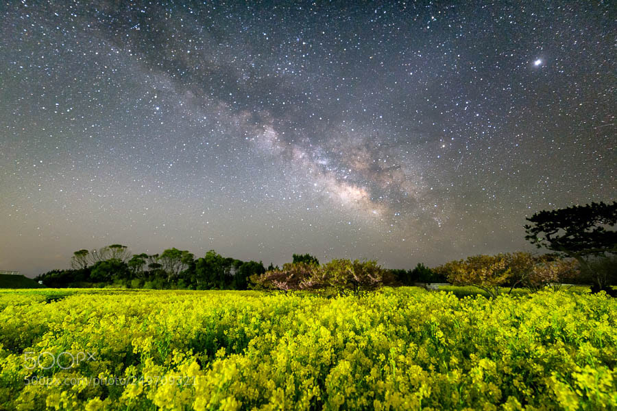 Nikon Df sample photo. Rape-blossom field at night photography