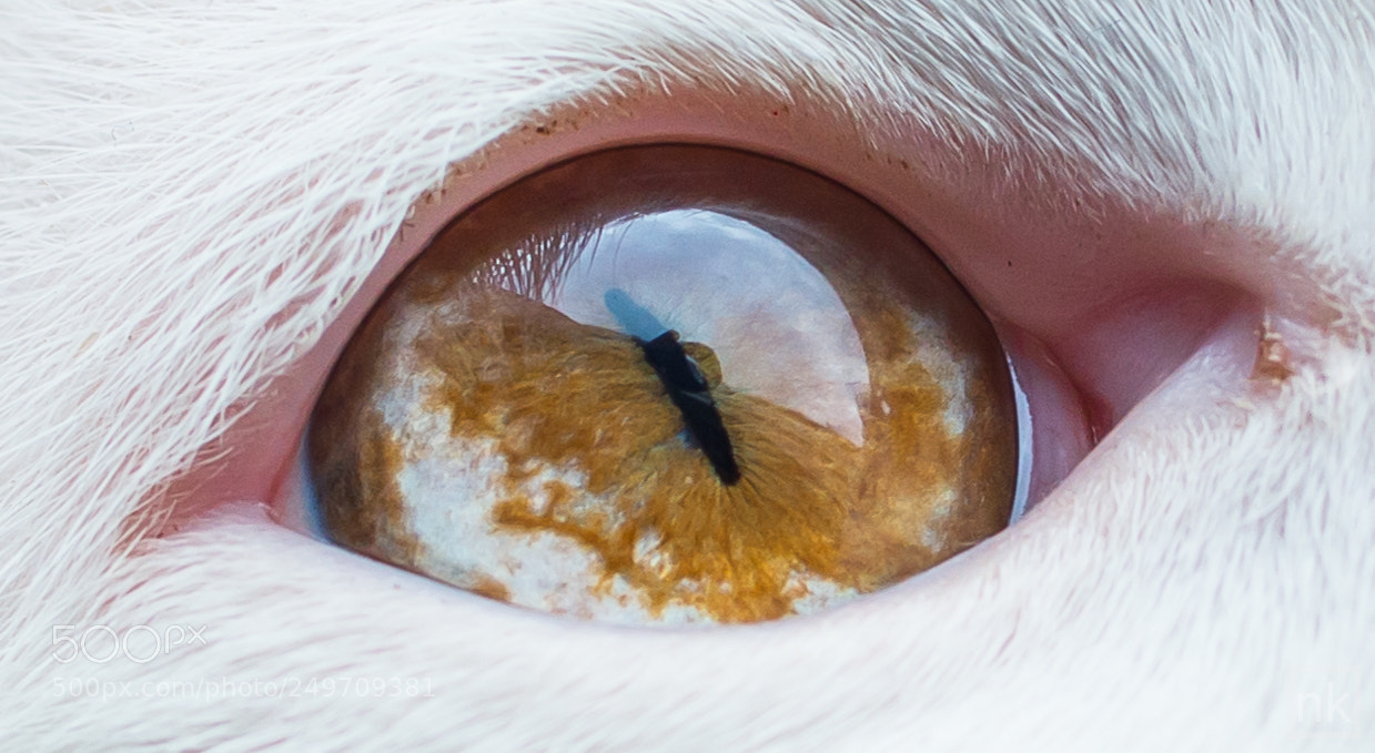 Nikon D5200 sample photo. Golu's eye photography