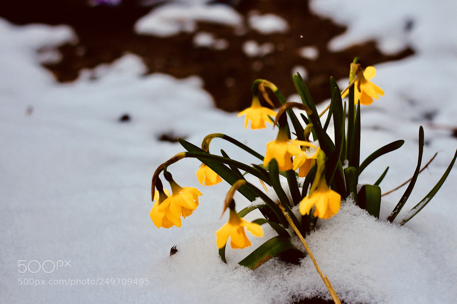 Canon EOS M sample photo. #snowtheway #punintended photography