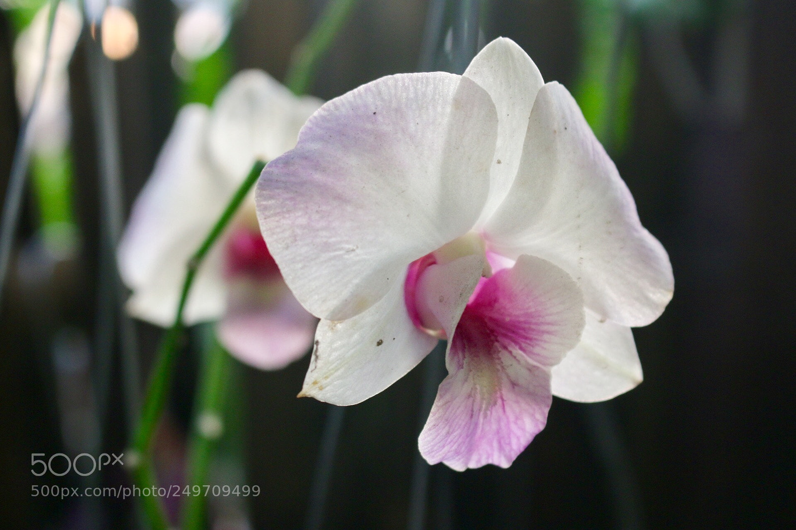Canon EOS 70D sample photo. Untitled photography