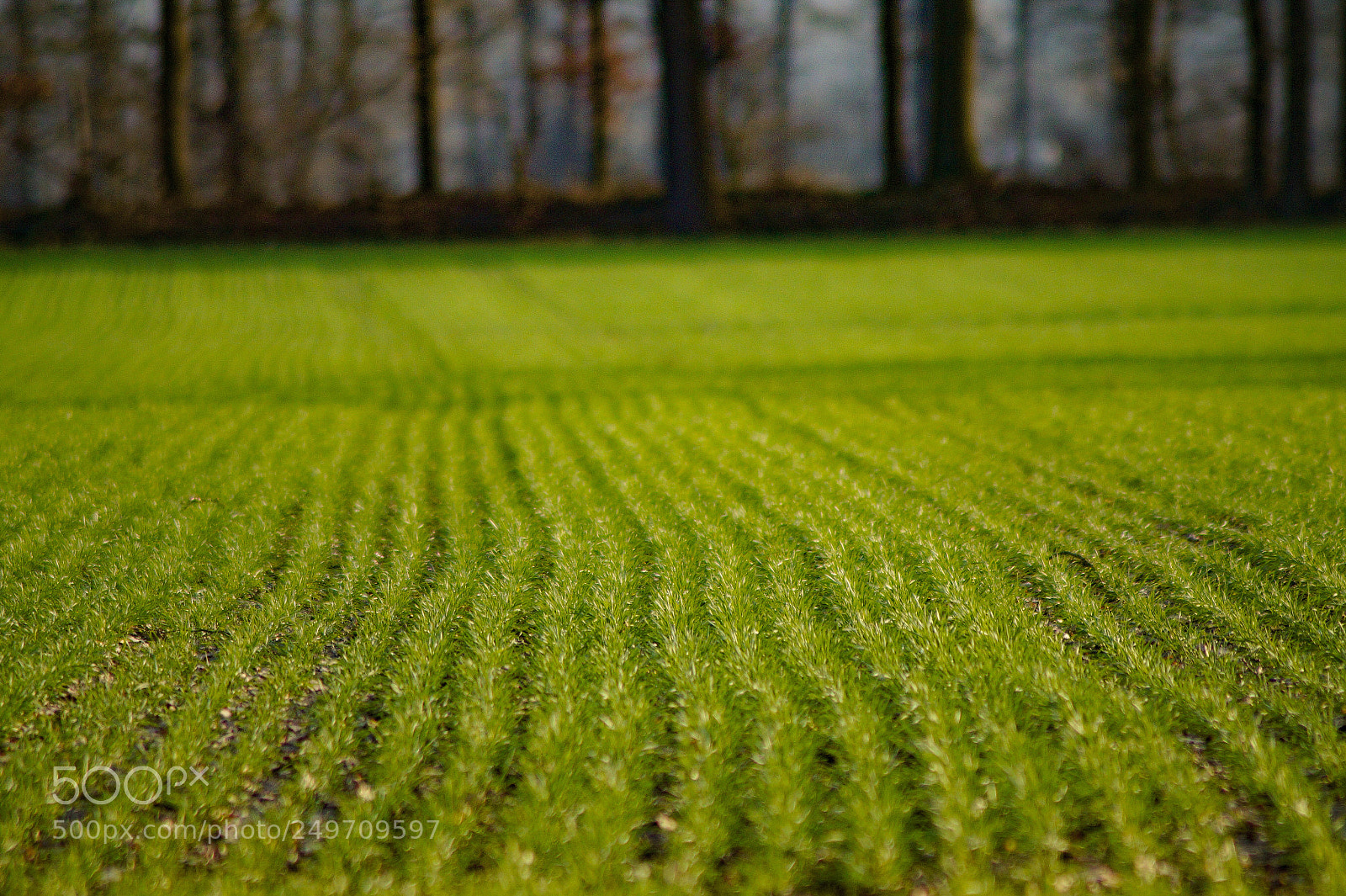 Sony SLT-A58 sample photo. Lines of a crop photography