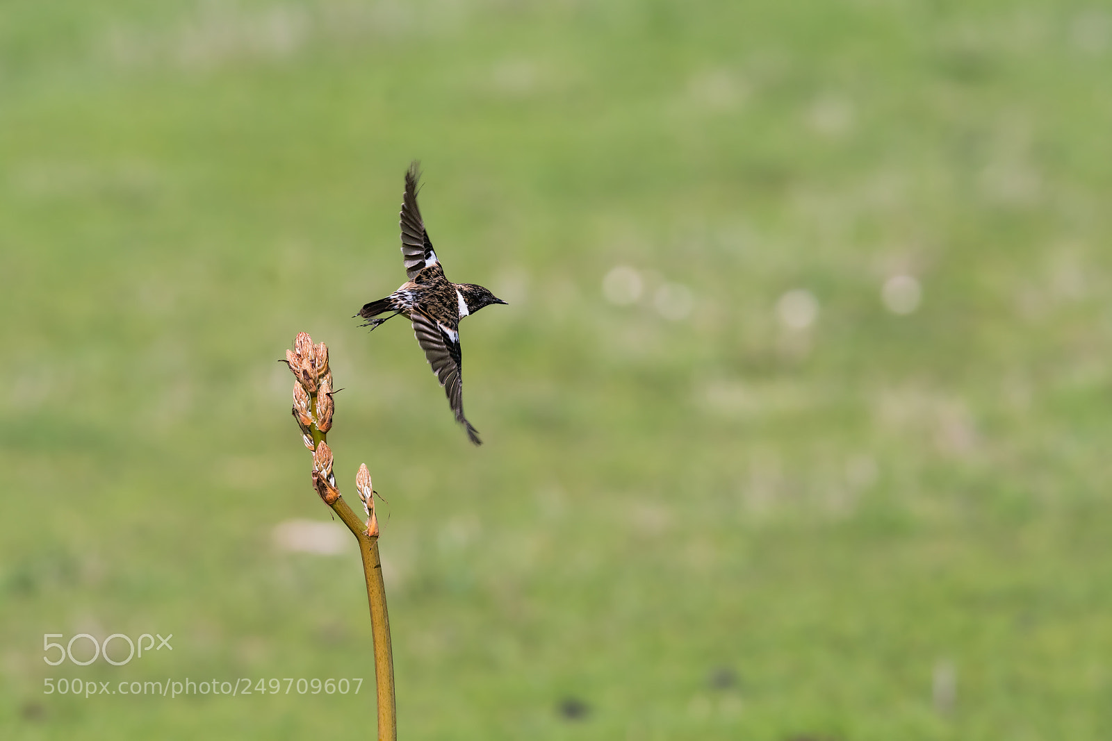 Sony a99 II sample photo. Flying away photography