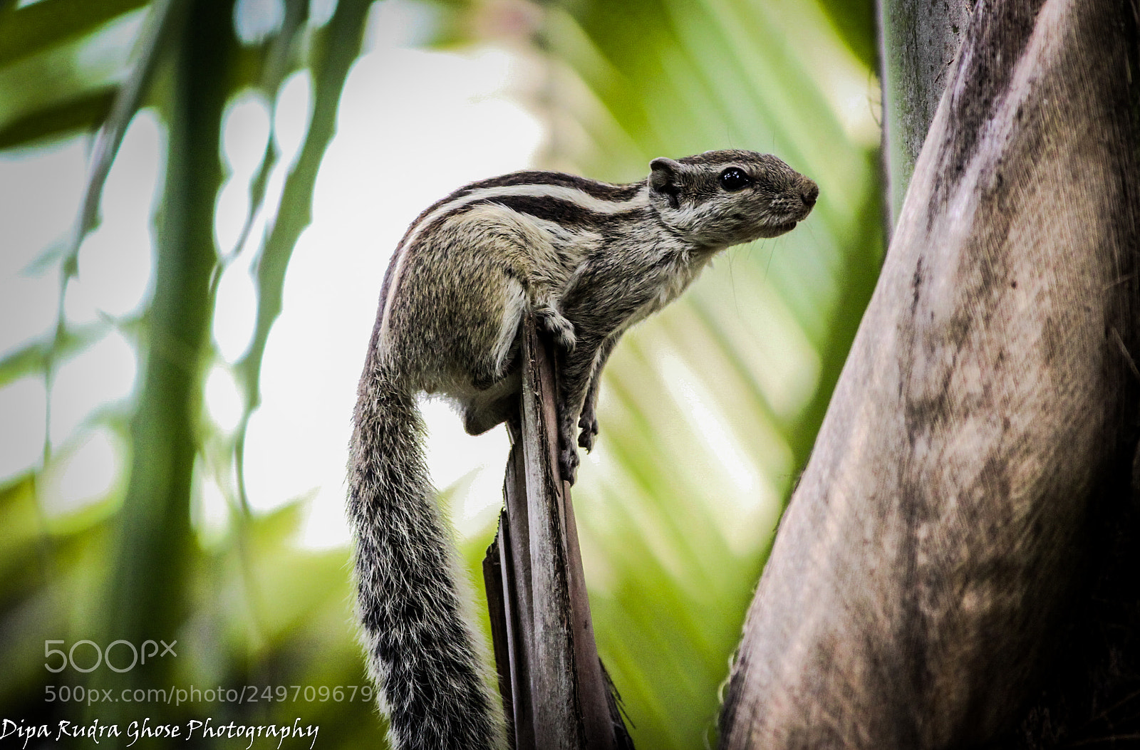 Canon EOS 700D (EOS Rebel T5i / EOS Kiss X7i) sample photo. Squirrel photography
