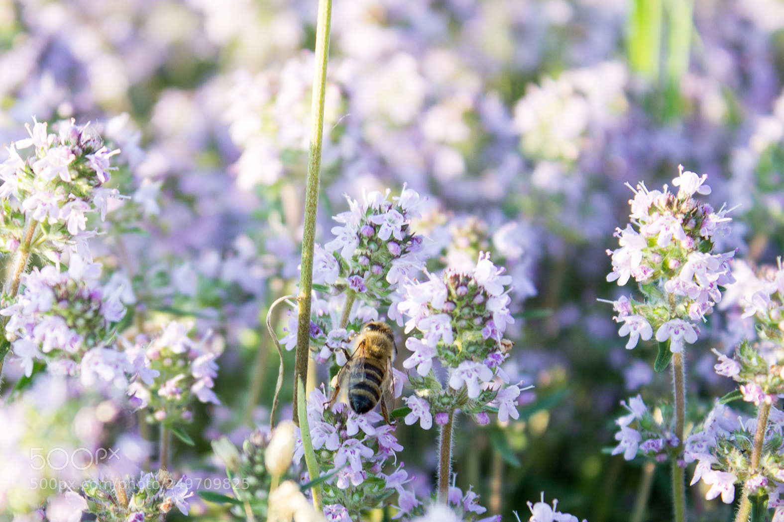 Canon EOS 600D (Rebel EOS T3i / EOS Kiss X5) sample photo. Thyme photography