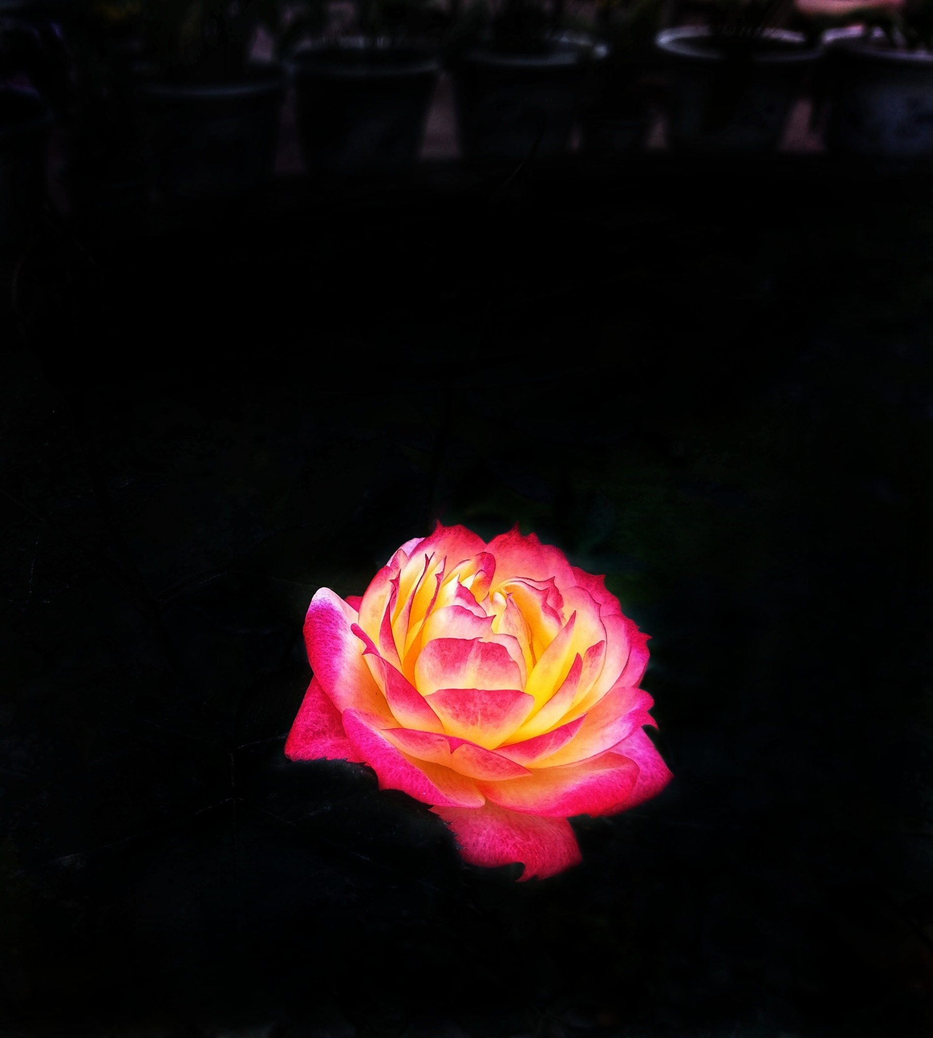 HTC 10 sample photo. Rose and black photography