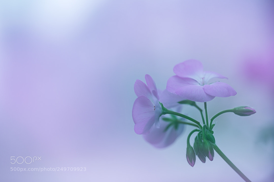 Canon EOS 5D Mark IV sample photo. Spring.... photography