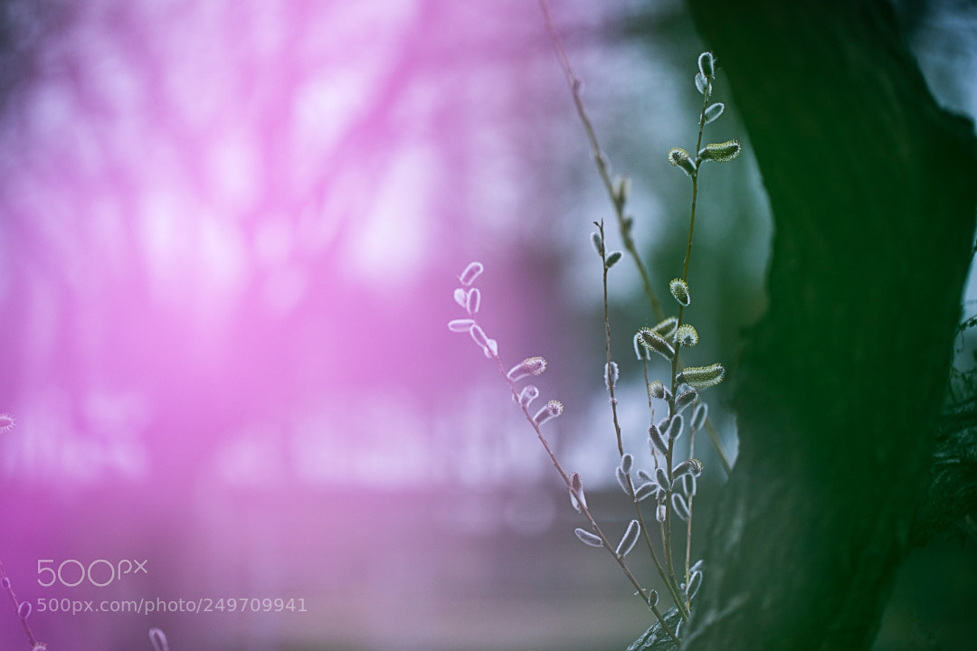 Canon EOS 5D Mark IV sample photo. Spring.... photography