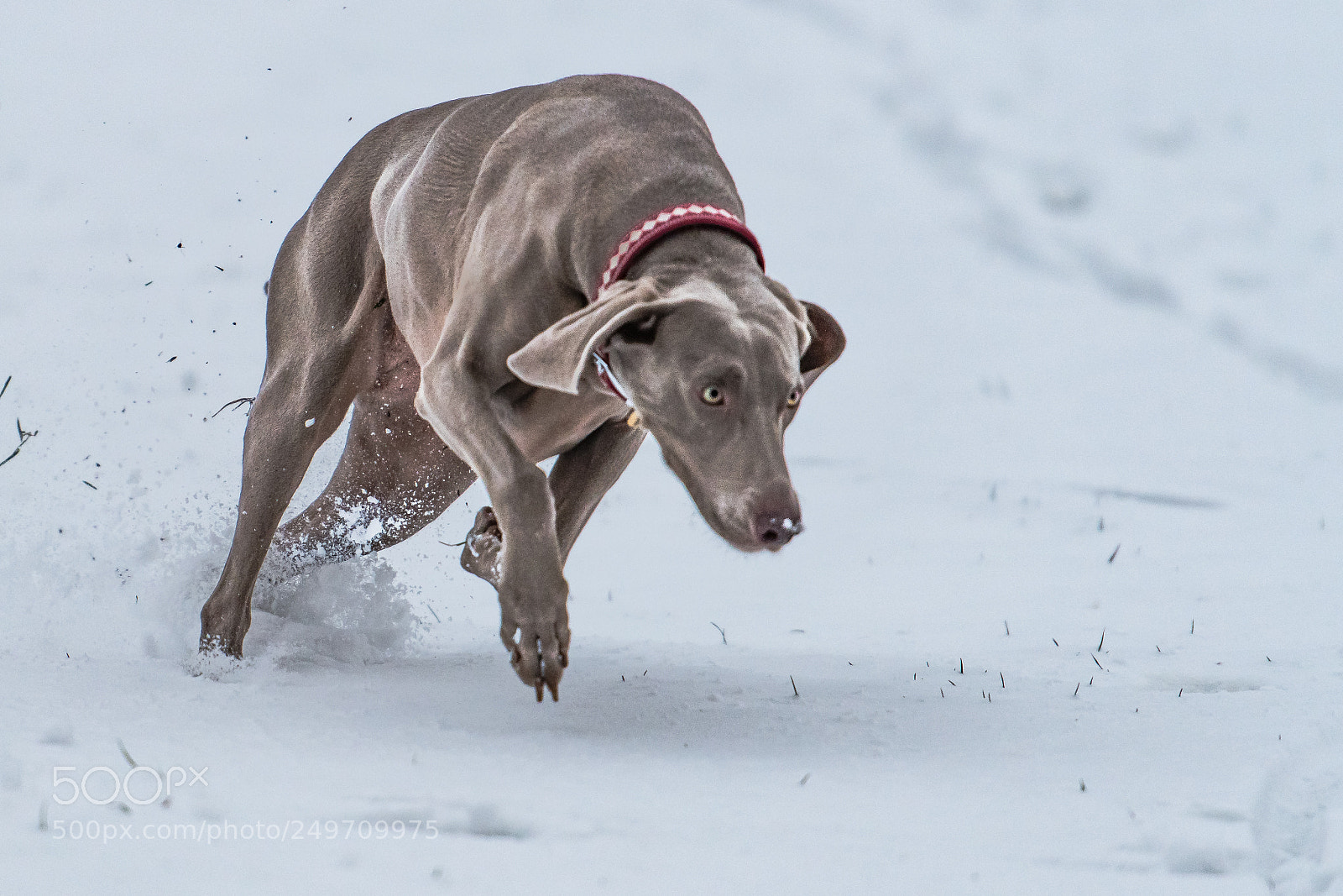 Nikon D850 sample photo. Willow snow run photography