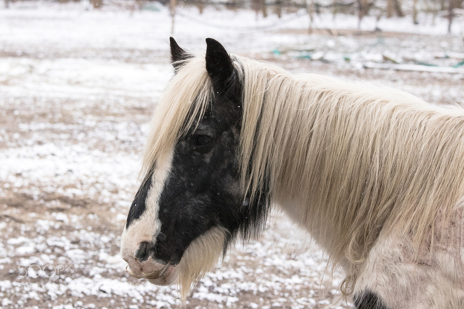 Canon EOS 77D (EOS 9000D / EOS 770D) sample photo. Winter horse photography