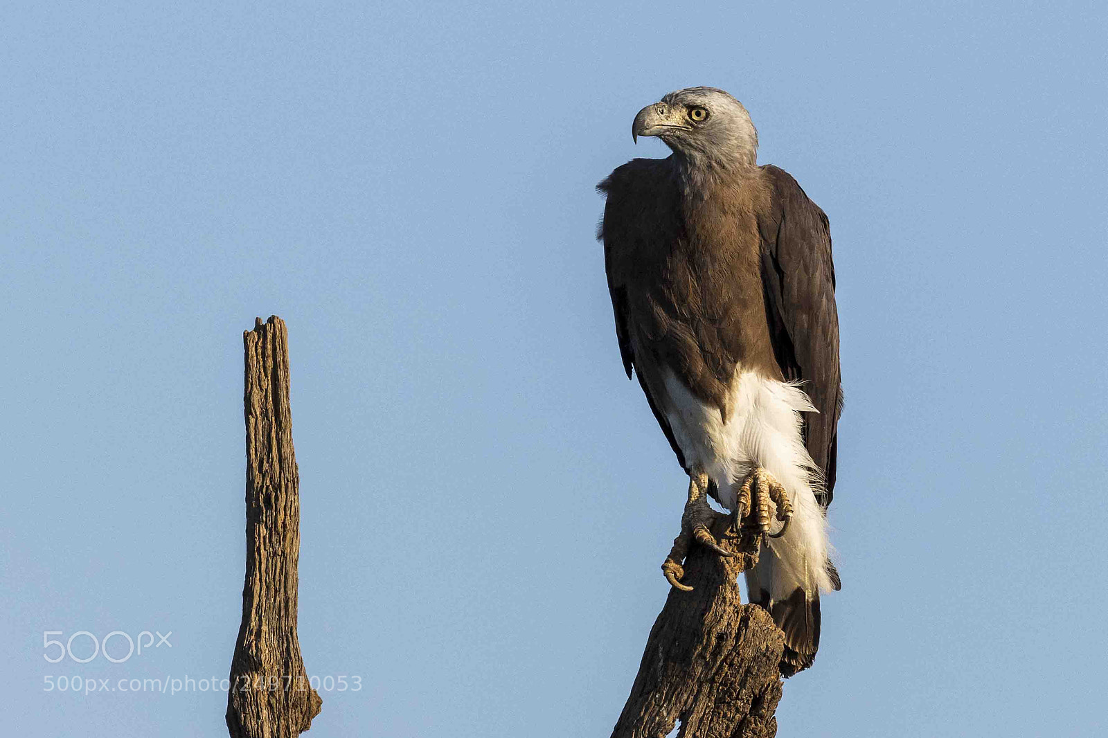 Canon EOS 5DS sample photo. Eagle eyed photography