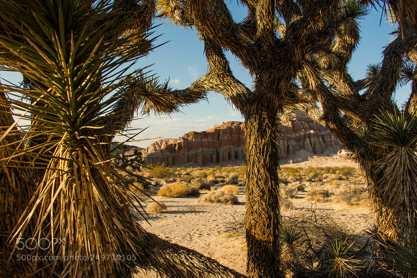 Nikon D600 sample photo. Prickly photography