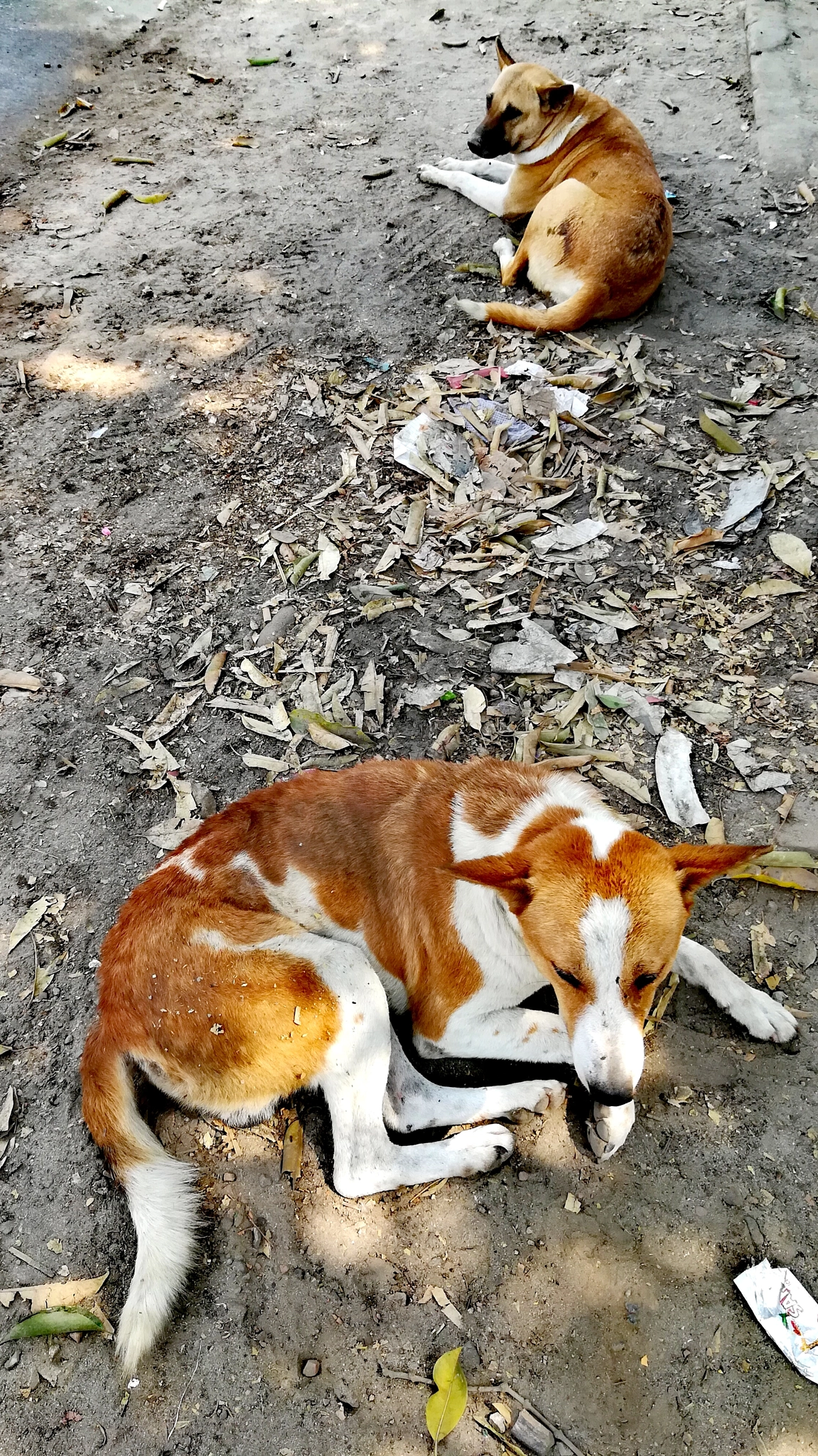 HUAWEI GR5 2017 sample photo. Dog parck photography