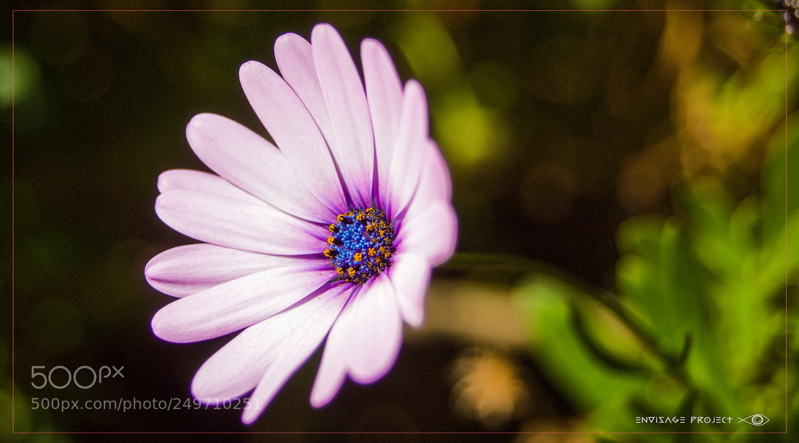 Sony a7R sample photo. Lone daisy photography