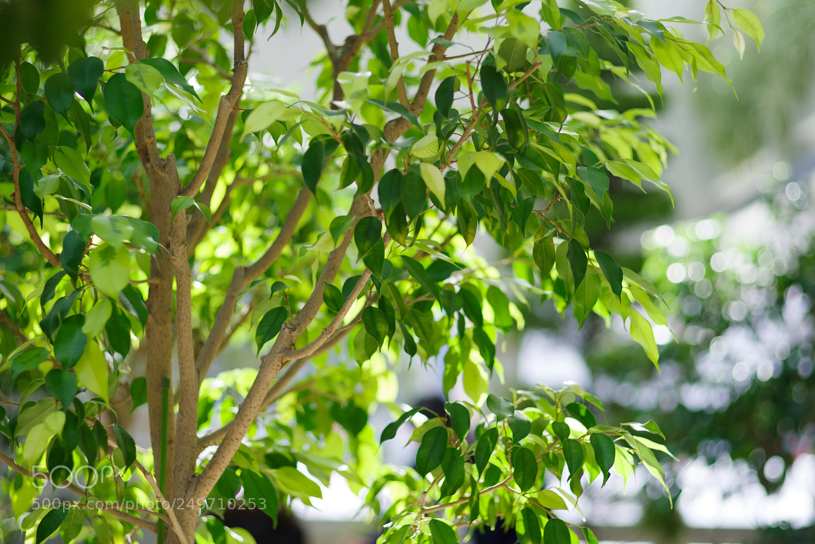 Pentax K-1 sample photo. Green photography