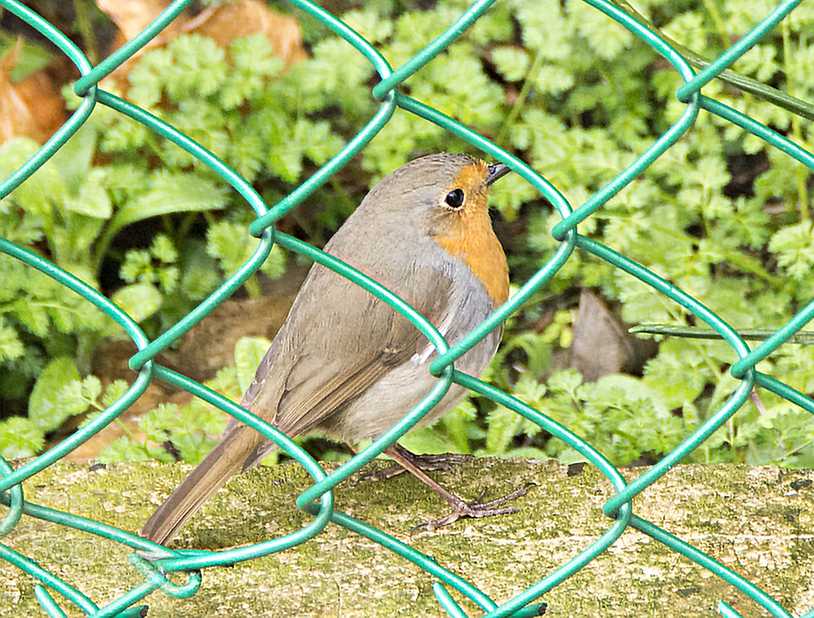 Nikon D7100 sample photo. Robin ergastolus ergastolus photography