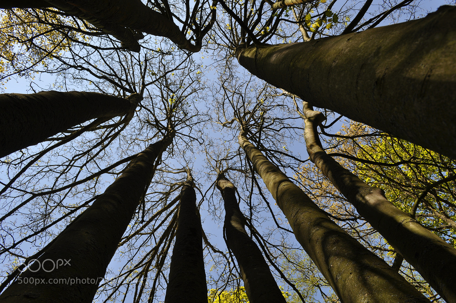 Nikon D5000 sample photo. Dreamy day photography