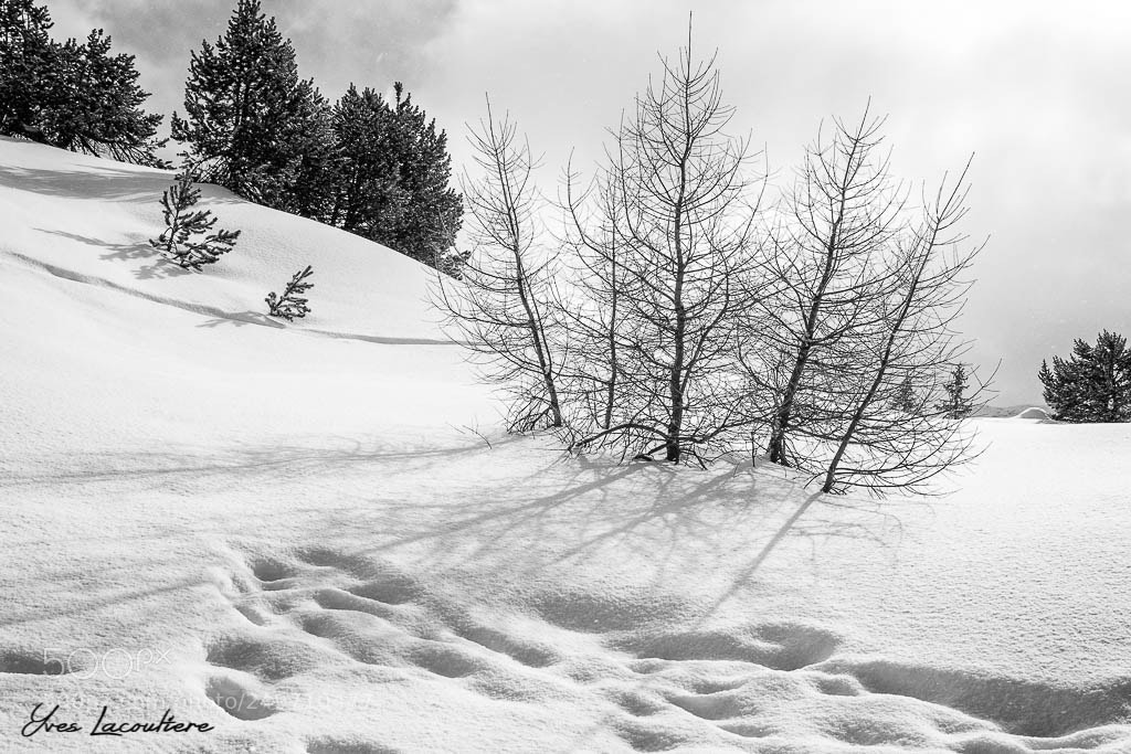 Canon PowerShot G7 X Mark II sample photo. Winter photography