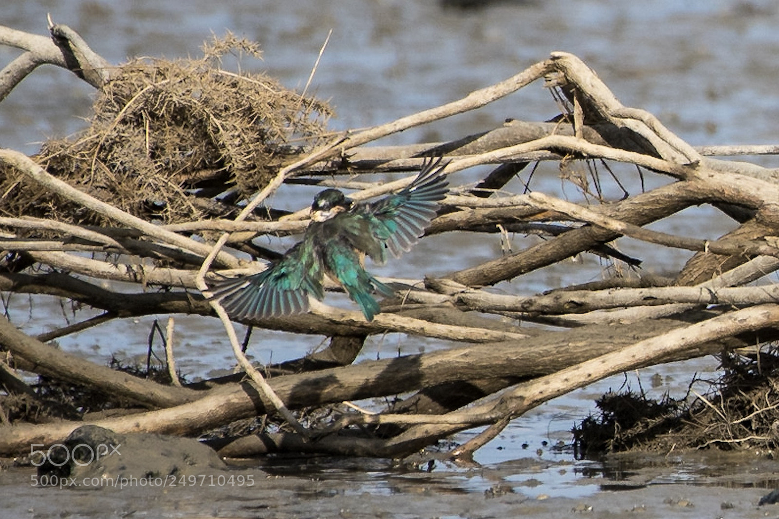 Nikon D500 sample photo. Sacred kingfisher / kōtare photography