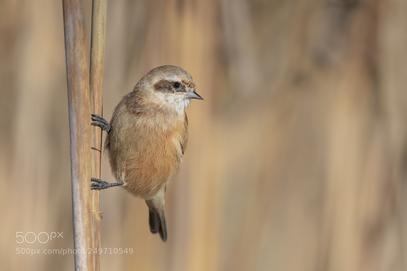Nikon D810 sample photo. Eurasian penduline tit photography