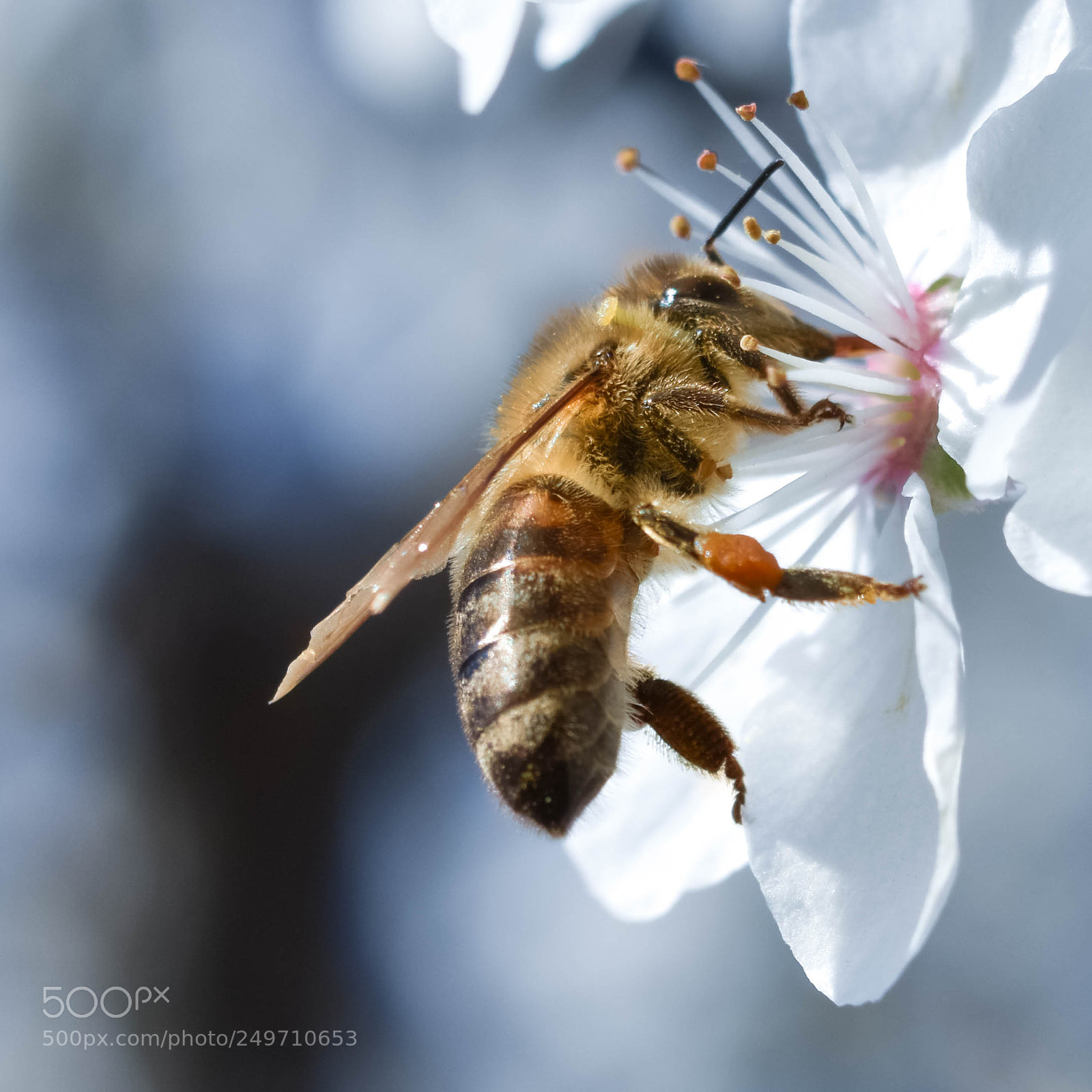 Nikon D3400 sample photo. Bee photography
