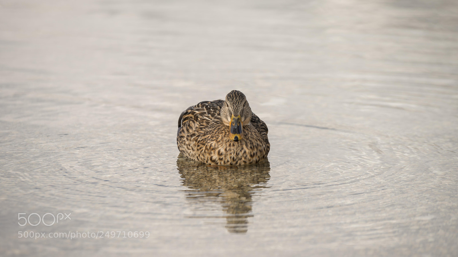 Nikon D800 sample photo. Duck on bohinj lake photography