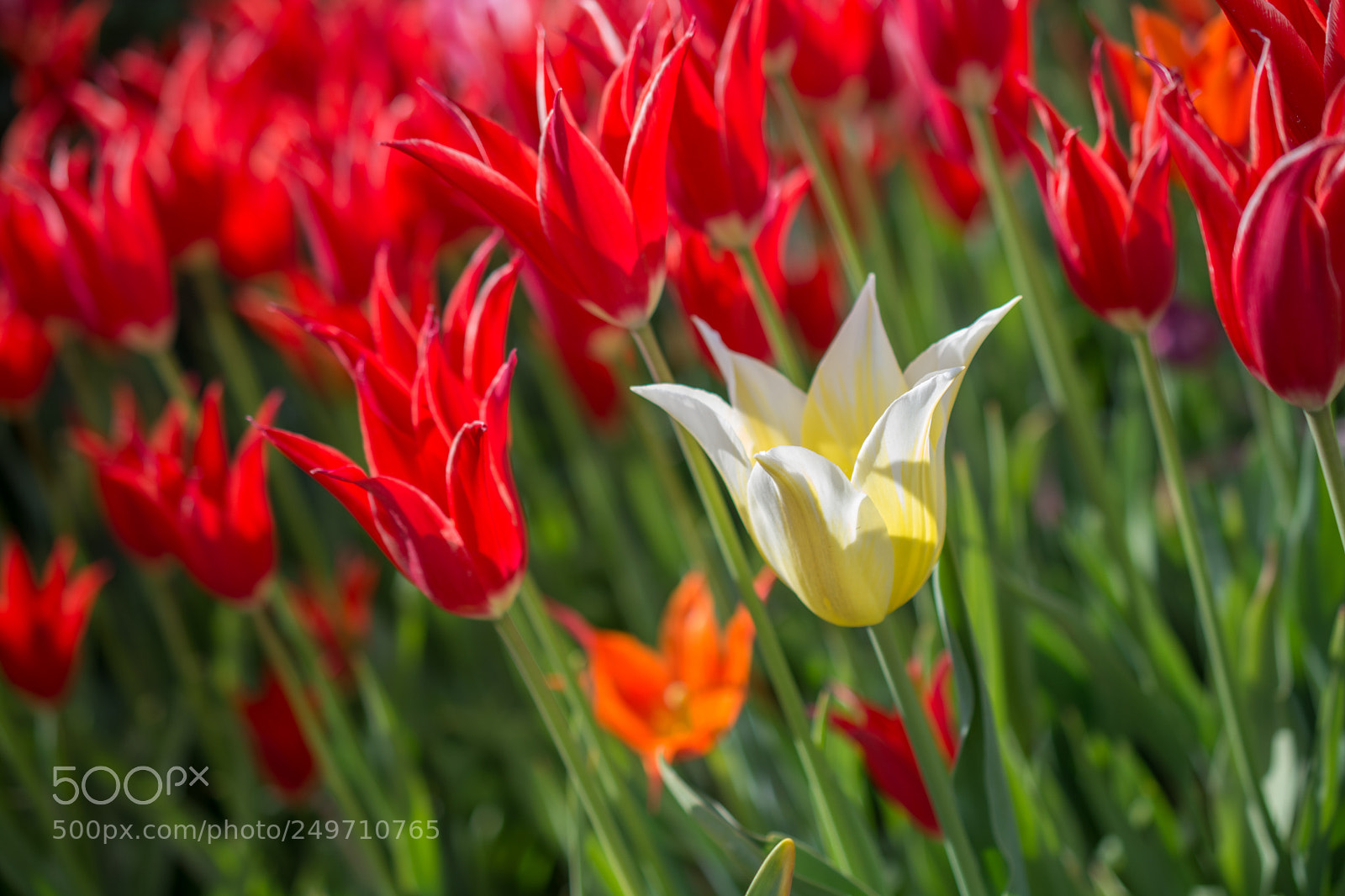 Nikon D7100 sample photo. Tulips bloom in the photography
