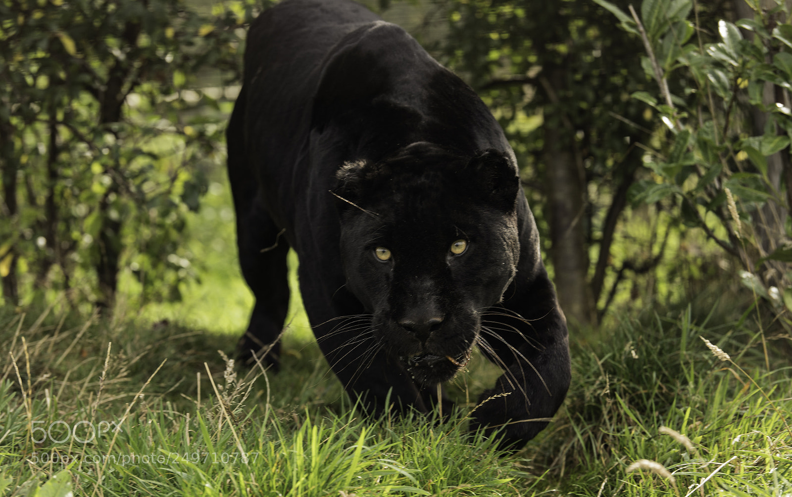 Nikon D5 sample photo. Black jaguar series photography