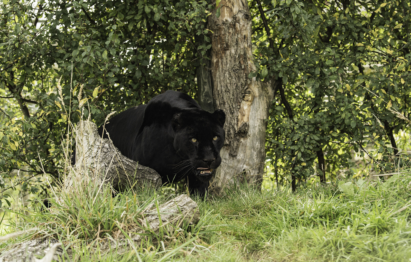 Nikon D5 sample photo. Black jaguar series photography