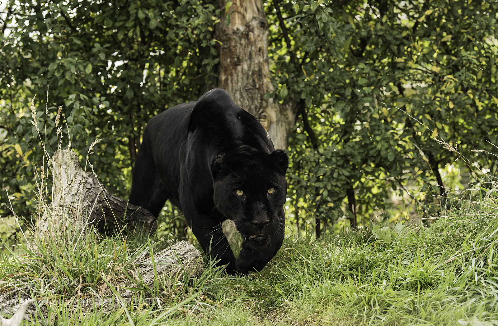 Nikon D5 sample photo. Black jaguar series photography