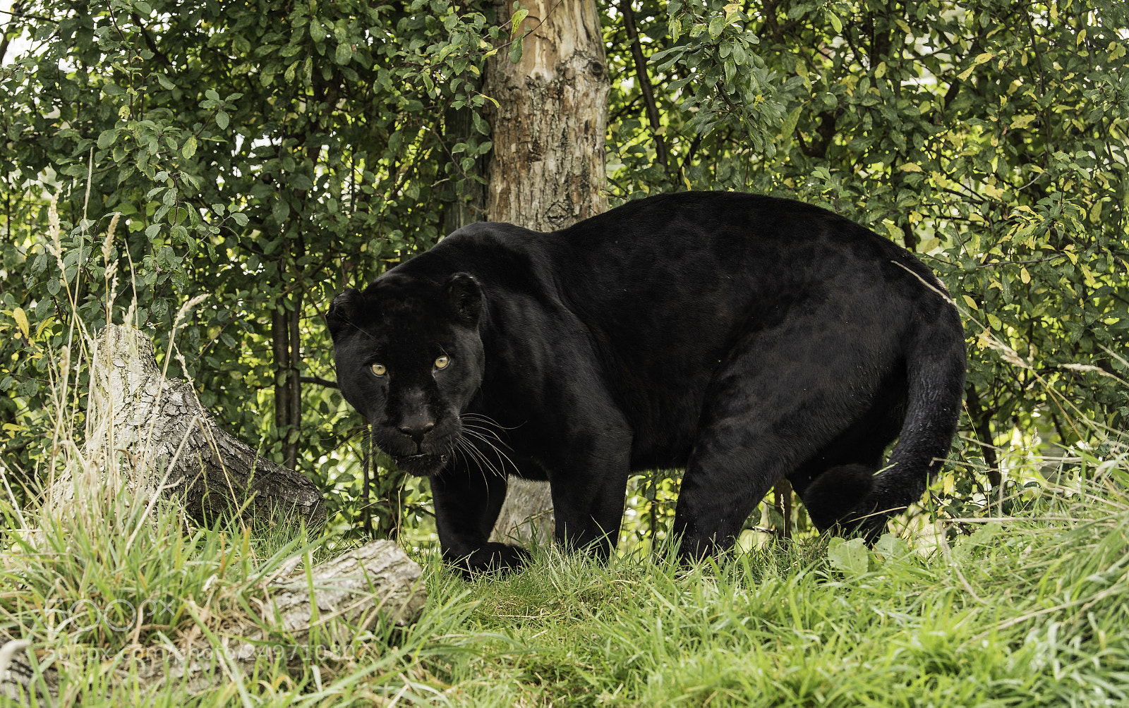Nikon D5 sample photo. Black jaguar series photography