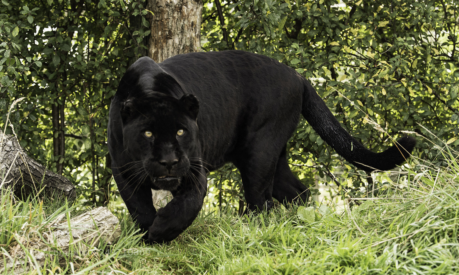 Nikon D5 sample photo. Black jaguar series photography