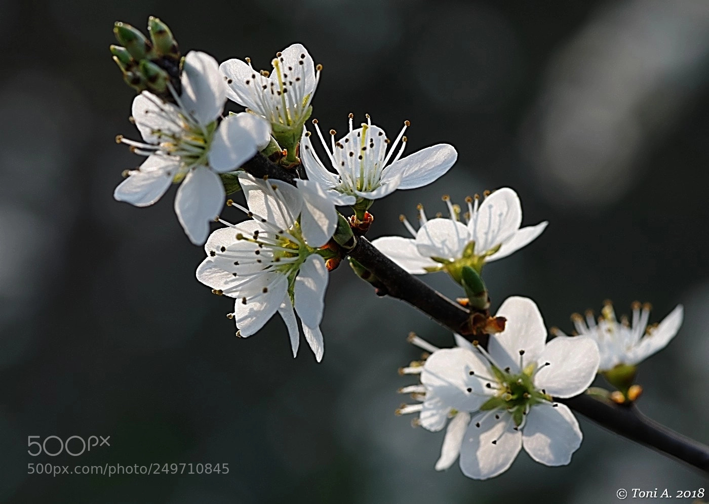 Pentax K-5 II sample photo. Spring photography
