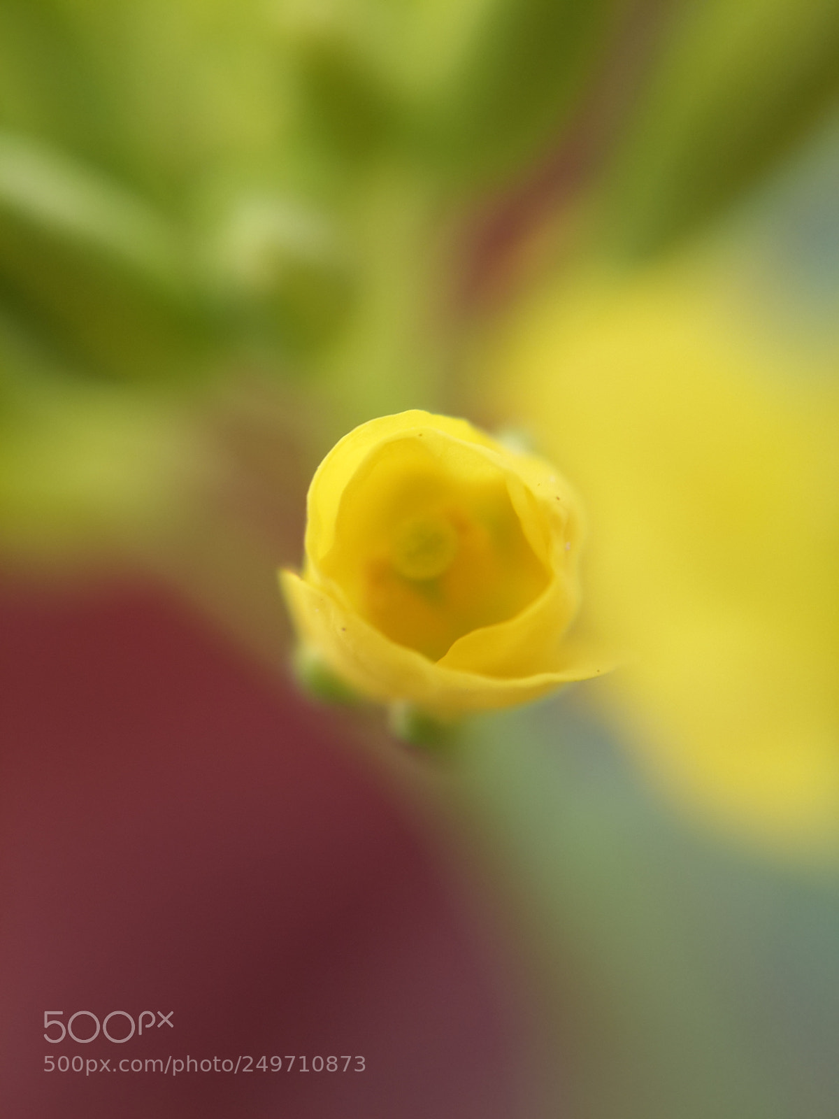 Samsung Galaxy S4 sample photo. Blurry and soft yellow... photography