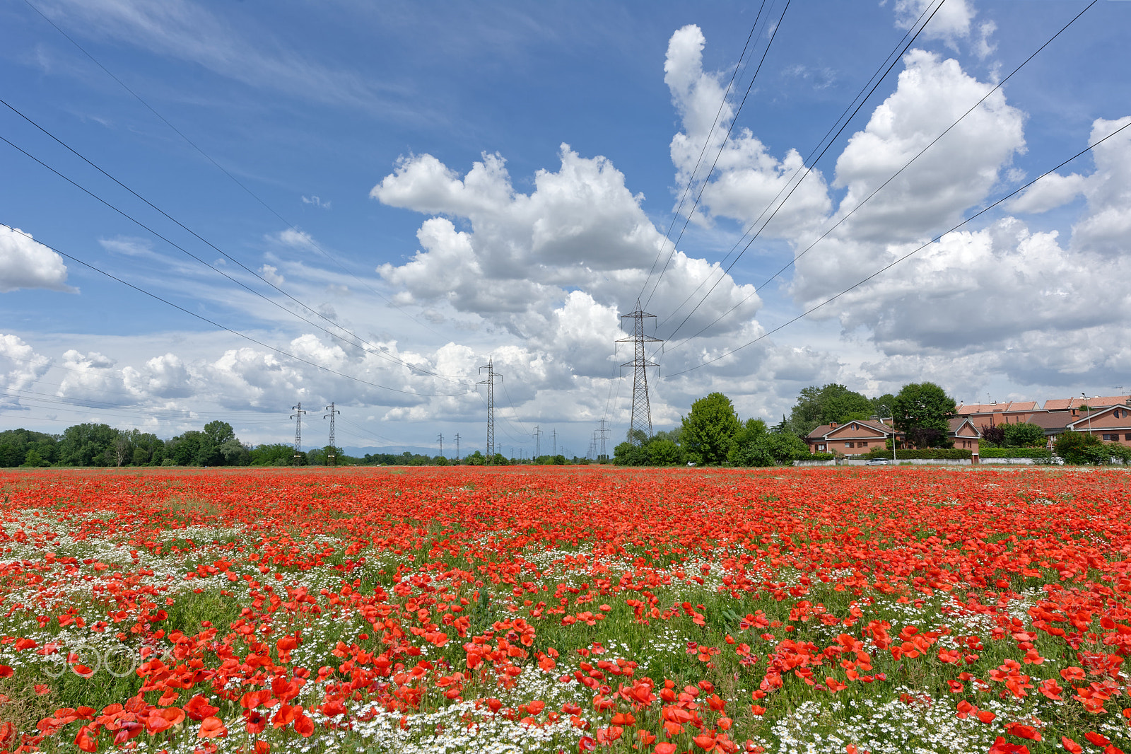 Nikon AF-S Nikkor 14-24mm F2.8G ED sample photo. Red carpet photography