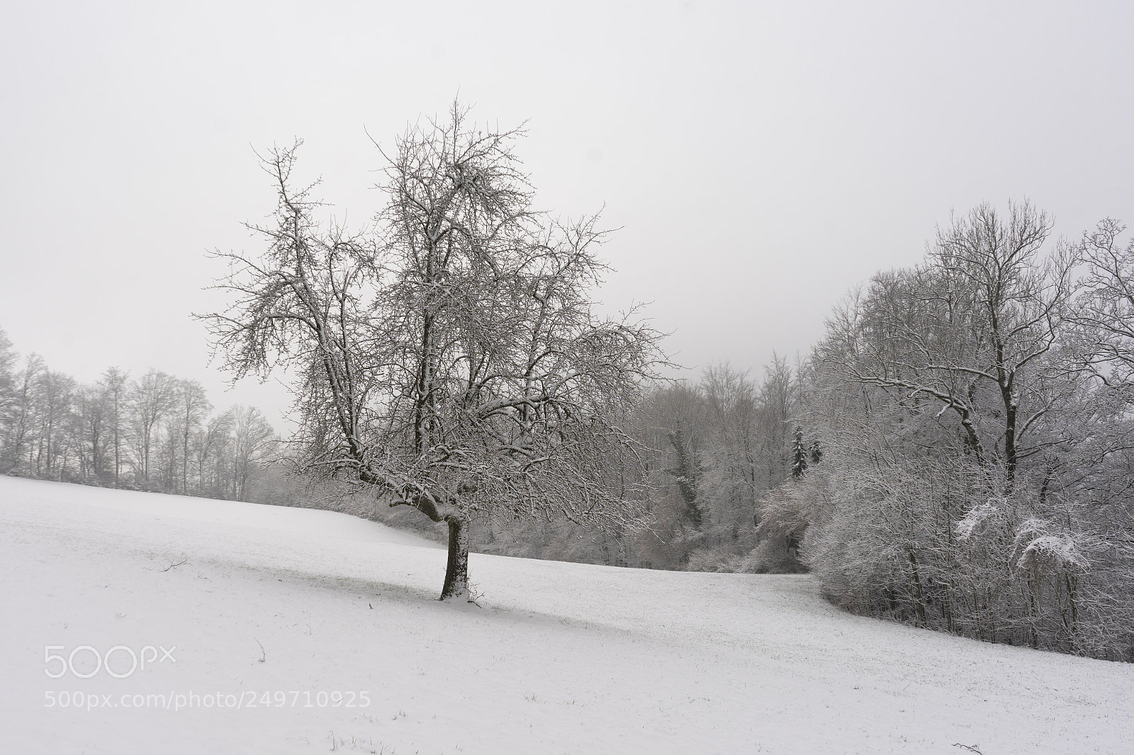 Sony a7 sample photo. Winter is back photography